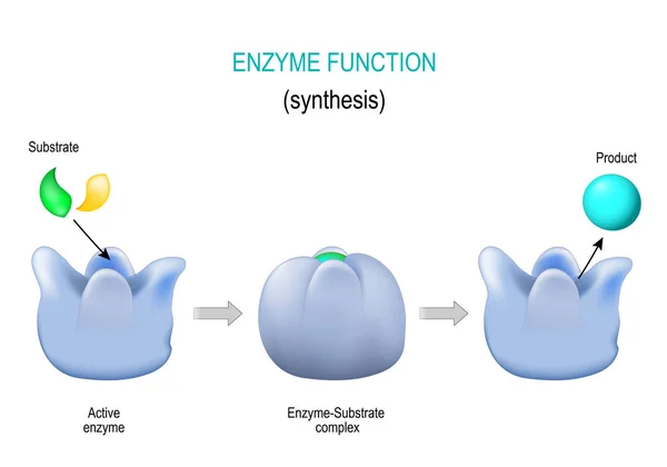 Enzymu. zámek a klíčový model. Syntéza. metabolické procesy — Stockový vektor