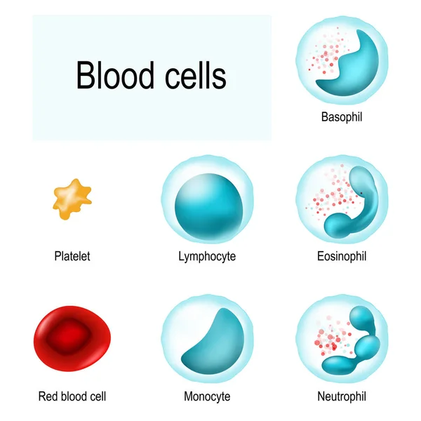 Células sanguíneas Glóbulos rojos (eritrocitos), glóbulos blancos  ( — Vector de stock