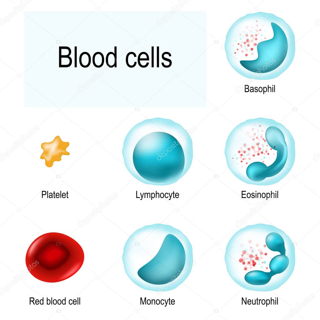 Blood cells. Red blood cells (erythrocytes), White blood cells (