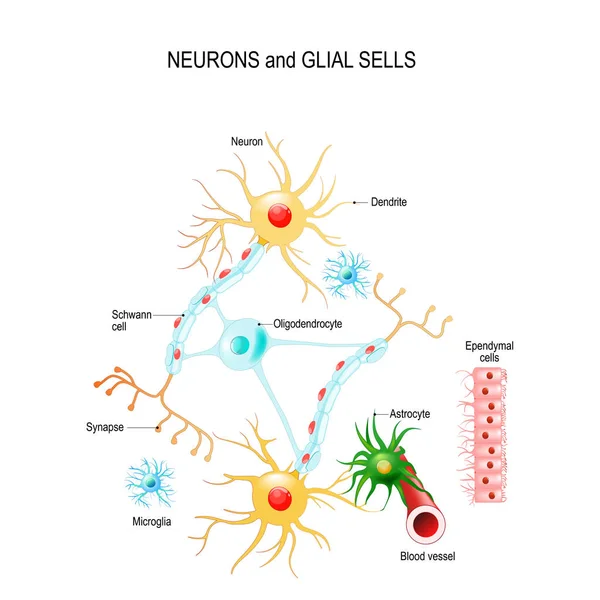 グリア細胞ストックベクター ロイヤリティフリーグリア細胞イラスト Depositphotos