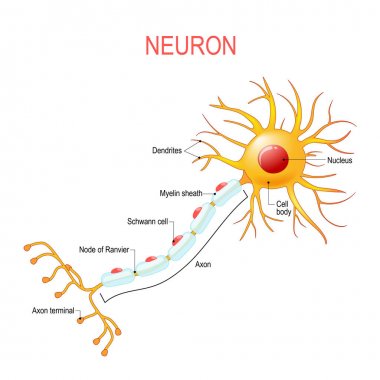 Neuron anatomy. Structure of a nerve cell. clipart