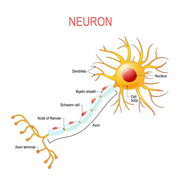 Anatomia del neurone. Struttura di una cellula nervosa . — Vettoriale Stock