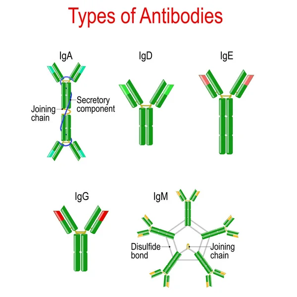 Rodzaje przeciwciał. Struktura immunoglobuliny — Wektor stockowy