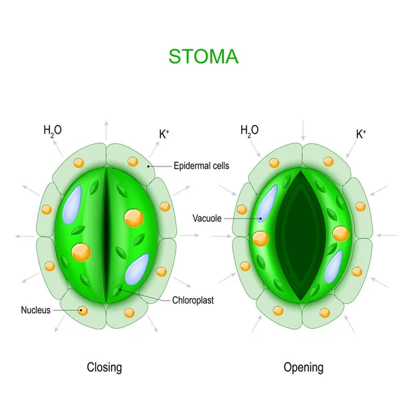 Stoma (open and closed). Structure of stomatal complex. — Stock Vector