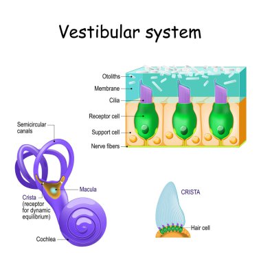 vestibular system with crista, macula, cochlea and receptor cell clipart