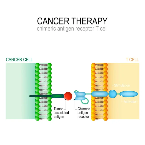 Thérapie du cancer. Immunothérapie CAR T . — Image vectorielle