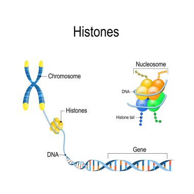 Histones yakın. Genetik materia organizasyonu ve ambalajı