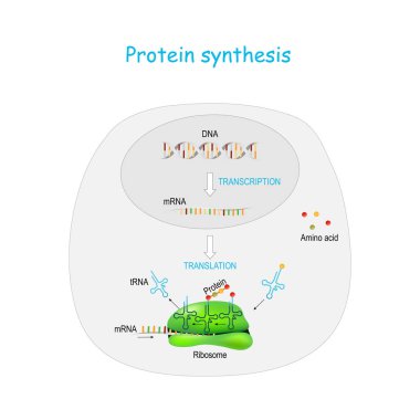 Protein synthesis. translation. clipart