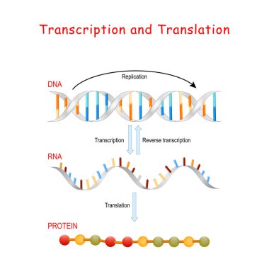 DNA Replikasyonu, Protein sentezi, Transkripsiyon ve translatio