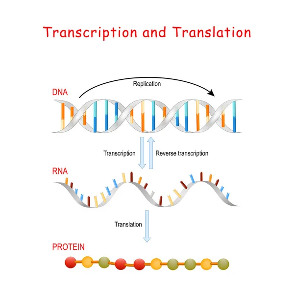 Replica del DNA, sintesi proteica, trascrizione e translatio — Vettoriale Stock