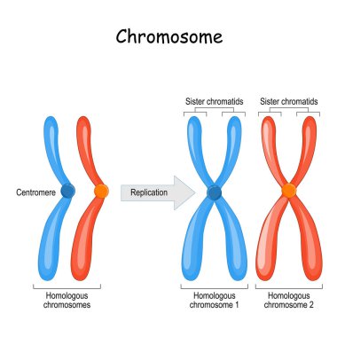 difference between homologous chromosomes, a pair of homologous  clipart