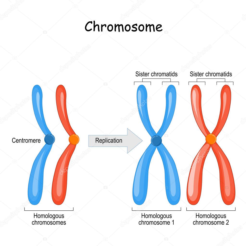 difference between homologous chromosomes, a pair of homologous 