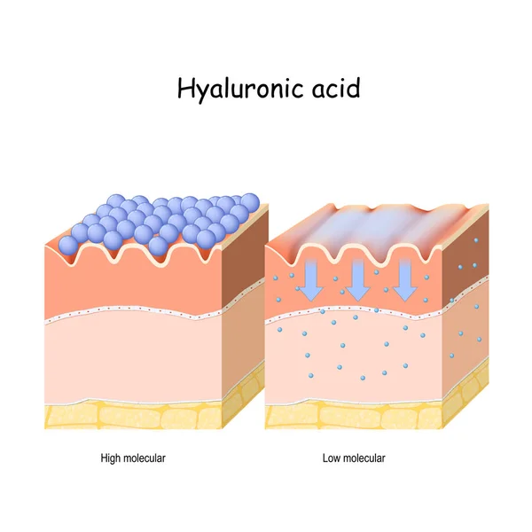 Kwas hialuronowy w produktach do pielęgnacji skóry. Niska cząsteczka i wysoki mol — Wektor stockowy