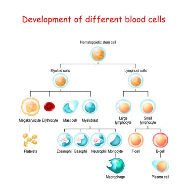 hematopoetik kök ce farklı kan hücrelerinin geliştirilmesi
