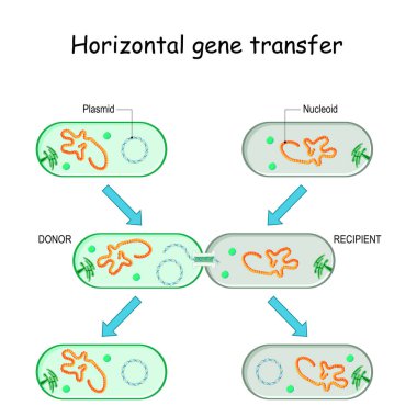 Horizontal gene transfer for example bacteria. Transfer of DNA via a plasmid from a donor to a recombinant recipient during cell-to-cell contact. Microbial Genetics and antibiotic resistance. clipart