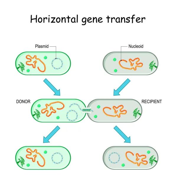 Yatay gen transferi örneğin bakteriler. DNA 'nın donörden hücre teması sırasında rekombinant alıcıya plazmid yoluyla aktarılması. Mikrobik Genetik ve antibiyotik direnci.
