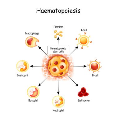 Haematopoiesis is the formation of blood cells. All cellular blood components are derived from hematopoietic stem cells. hemocytoblast in red bone marrow, white and red blood cells, Macrophage and Platelets. clipart