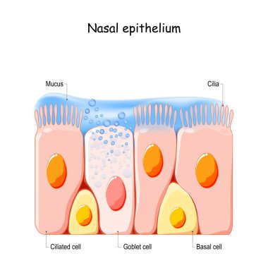 Nasal mucosa cells. Nasal secretions. Ciliated, basal and goblet cells. Olfactory epithelium. Cells act as a low resistance filter. Vector illustration clipart