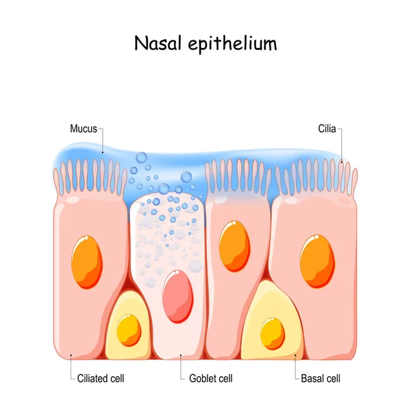 鼻粘膜細胞 ナサルの秘密 繊毛細胞 基底細胞 およびゴブレット細胞 嗅覚上皮細胞 セルは低抵抗フィルタとして機能します ベクターイラスト — ストックベクタ