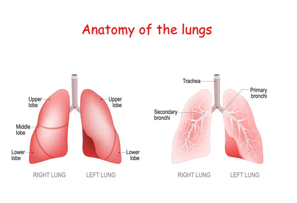 Anatomia Ludzkich Płuc Płatki Tchawica Oskrzela Ilustracja Wektora — Wektor stockowy