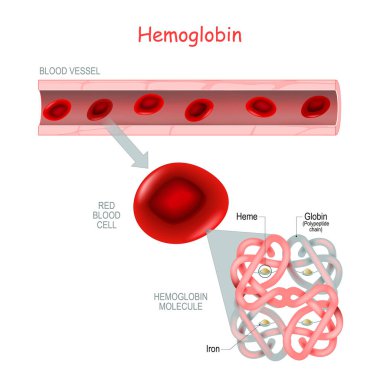 Heme (demir ve oksijen molekülü) ve polipeptit zinciri (Globin) olan hemoglobin molekülünün yapısı. Kan damarı ve kırmızı kan hücresine yakın çekim. Alfa ve beta zincirlerini, heme gruplarını ve demir atomlarını gösteriyor. vektör Tıbbi simgesi.
