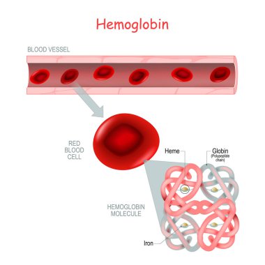 structure of the hemoglobin molecule with heme (Iron and oxygen molecule) and Polypeptide chain (Globin). Blood vessel and close-up of red blood cell. showing alpha and beta chains, heme groups and iron atoms. vector Medical icon. clipart