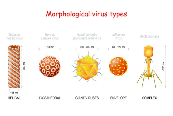 Morfologiska Typer Och Virusstorlek Helical Tobacco Mosaic Virus Icosahedral Herpes — Stock vektor