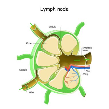 Lymph Node Anatomy. Labeled diagram showing the flow of lymph. Afferent and efferent vessels. Vector illustration clipart