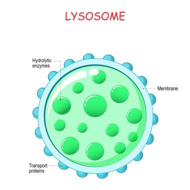 lysosome anatomy. Hydrolytic enzymes, Membrane and transport proteins. This organelle use the enzymes to break-down virus particles or bacteria in phagocytosis of macrophages. Vector illustration clipart