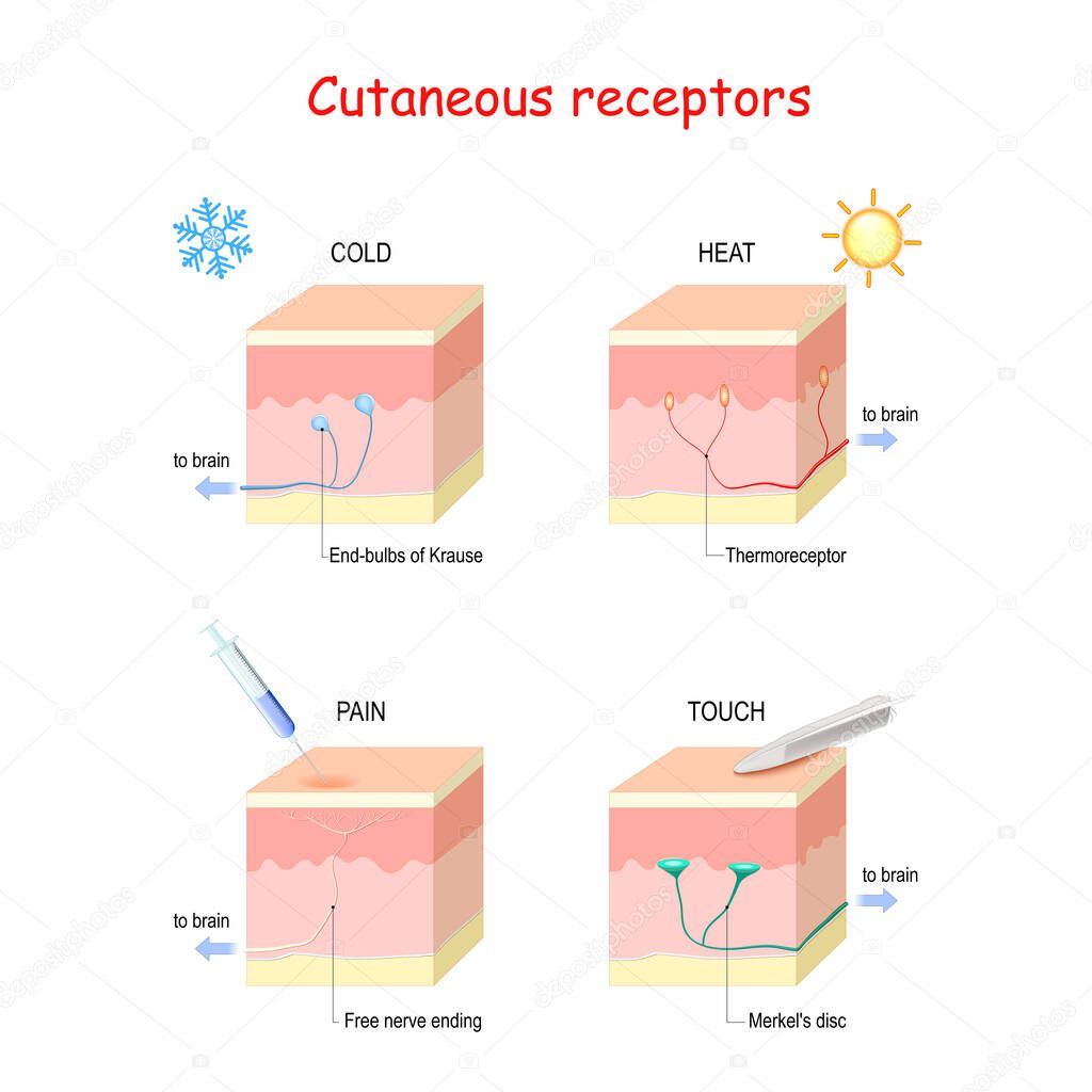 Cutaneous receptors. layers of the human skin with sensory receptors. Part of the somatosensory system found in the dermis or epidermis. End-bulbs of Krause (Cold), Free nerve endings (pain), thermoreceptors (heat), Merkel's disc (touch)