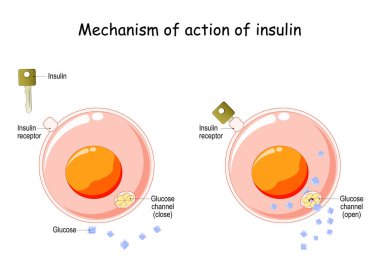Mechanism of action of insulin in the cell. Insulin regulates the metabolism and is the key that unlocks the glucose channel. How does insulin work. vector diagram