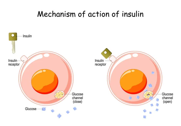 胰岛素在细胞中的作用机理 胰岛素调节代谢 是打开葡萄糖通道的关键 胰岛素是如何工作的 矢量图 — 图库矢量图片