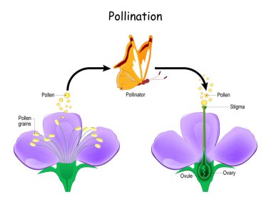Cross-pollination using an animal of pollinator (butterfly). Anatomy of a flower. Flower Parts. Detailed Diagram with cross section. Reproduction in Plant. useful for study botany and science education