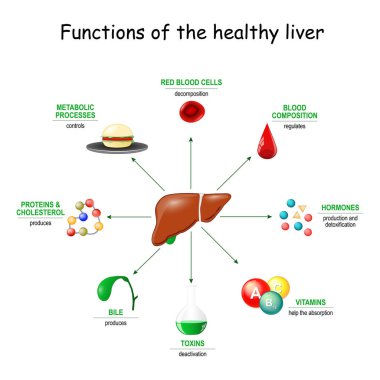 Sağlıklı karaciğer fonksiyonları. Zehir ve toksinlerin detoksifikasyonundan, safra, protein, Amino asit ve kolesterol sentezine kadar. metabolizma.