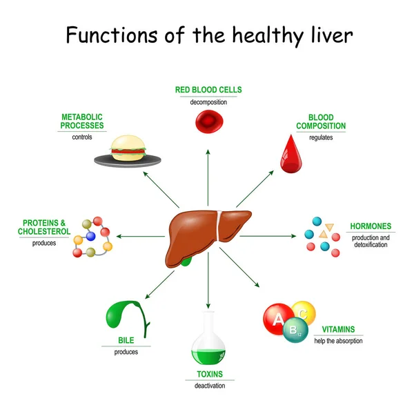 Functions Healthy Liver Detoxification Deactivation Poisons Toxins Synthesis Bile Proteins — Stock Vector