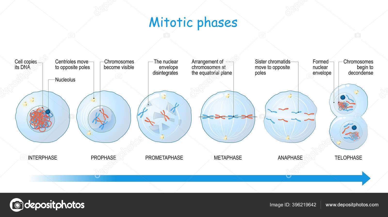 Mitosis Stages Interphase Prophase Prometaphase Metaphase Anaphase ...