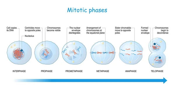 Etapas Mitosis Interfase Profase Prometafase Metafase Anafase Telofase División Celular — Vector de stock