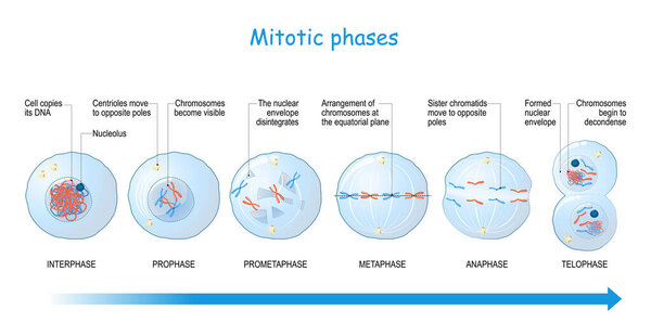 mitosis stages from Interphase, Prophase, and Prometaphase to Metaphase, Anaphase, and Telophase. cell division. Vector illustration