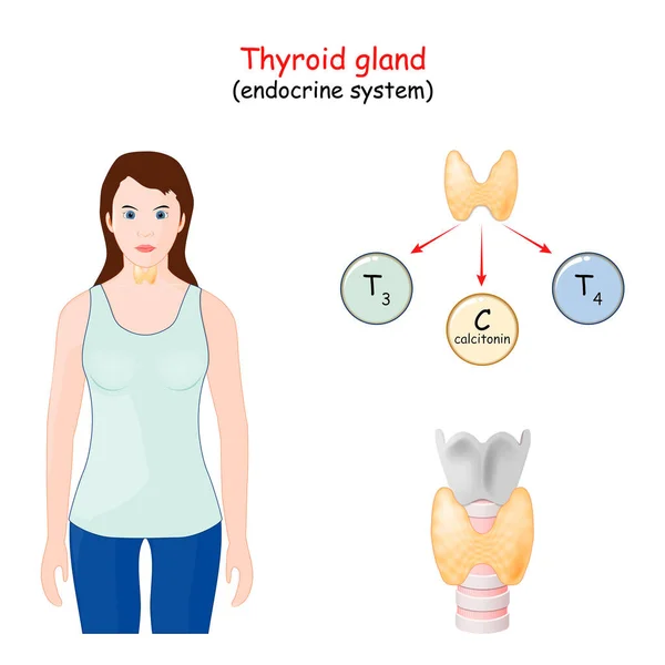 Tiroid Bezi Hormonları Nsan Endokrin Sistemi Bilgi Grafikleri Vektör Diyagramı — Stok Vektör