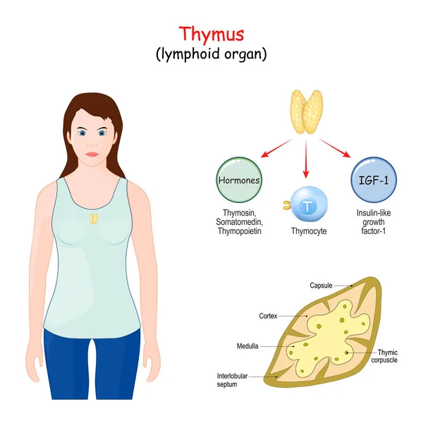 ティムス ヒト免疫系のリンパ器官です 胸腺の構造 および機能 胸腺のハイライトを持つ女性 — ストックベクタ