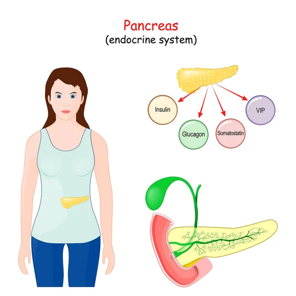 Pankreas Sindirim Organı Endokrin Sisteminin Bir Parçası Pankreasın Yapısı Konumu — Stok Vektör