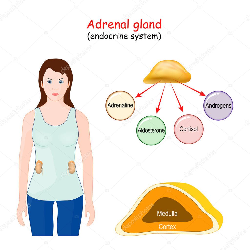Adrenal gland. Human endocrine system. Structure, Location, and function of the suprarenal glands. Woman with highlight of the Adrenal gland