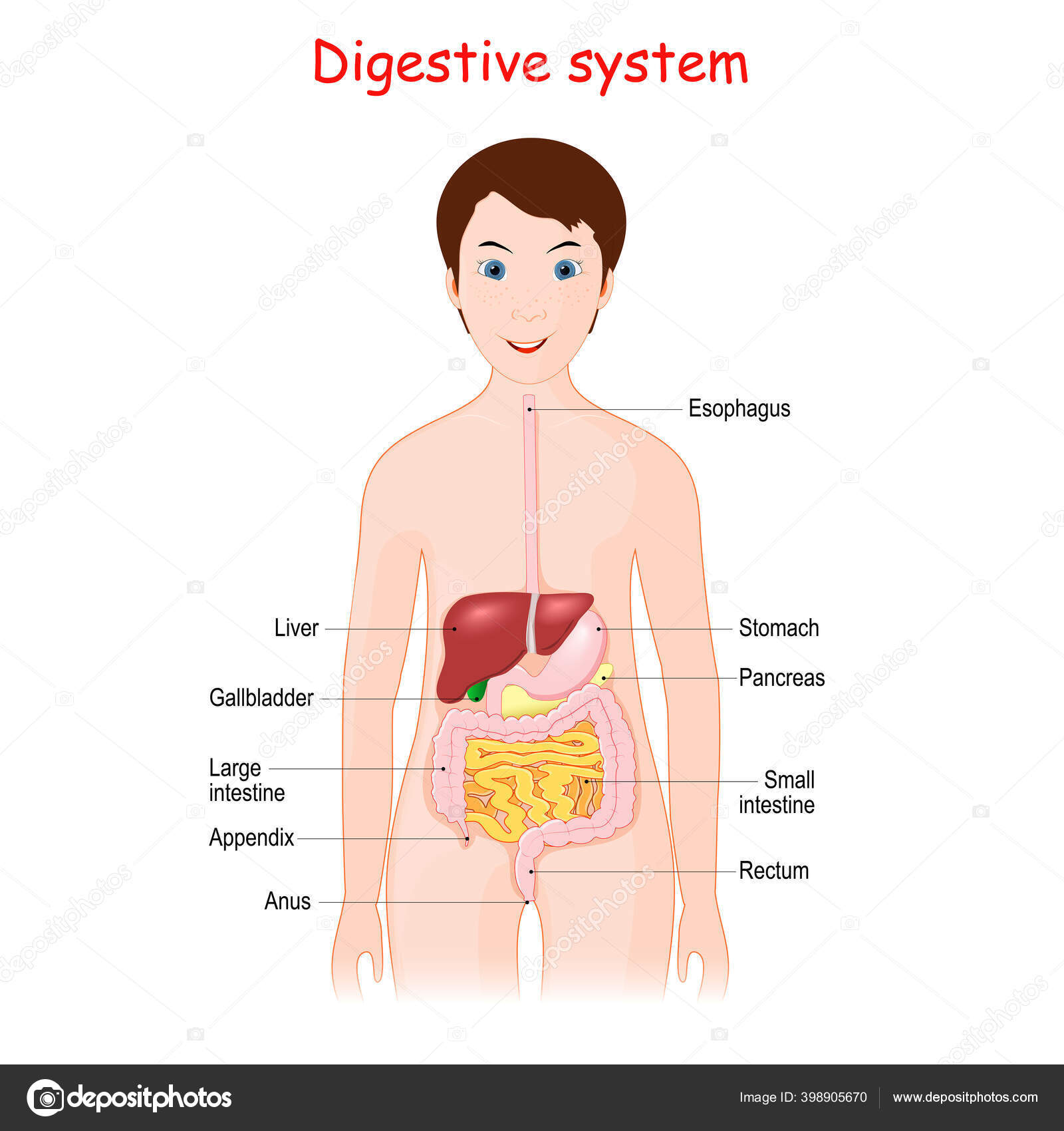 Sistema Digestivo Humano Para Niños Linda Chica Sonriente Con Órganos  Vector de stock #398905670 de ©edesignua, image size:1600x1700
