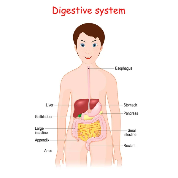 Human Digestive System Kids Cute Smiling Girl Organs Gastrointestinal Tract — Stock Vector