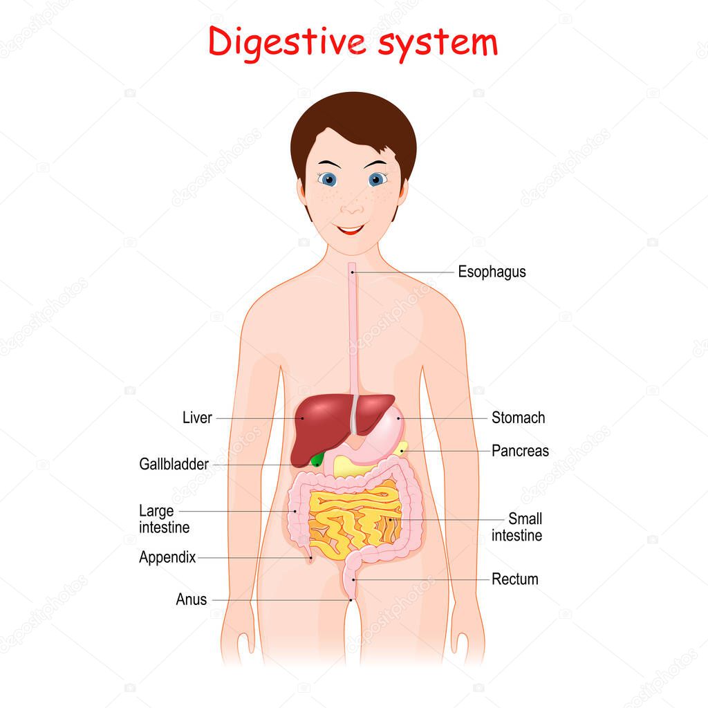Human digestive system for kids. Cute smiling girl with organs of the Gastrointestinal tract. poster for educational use. Vector illustration