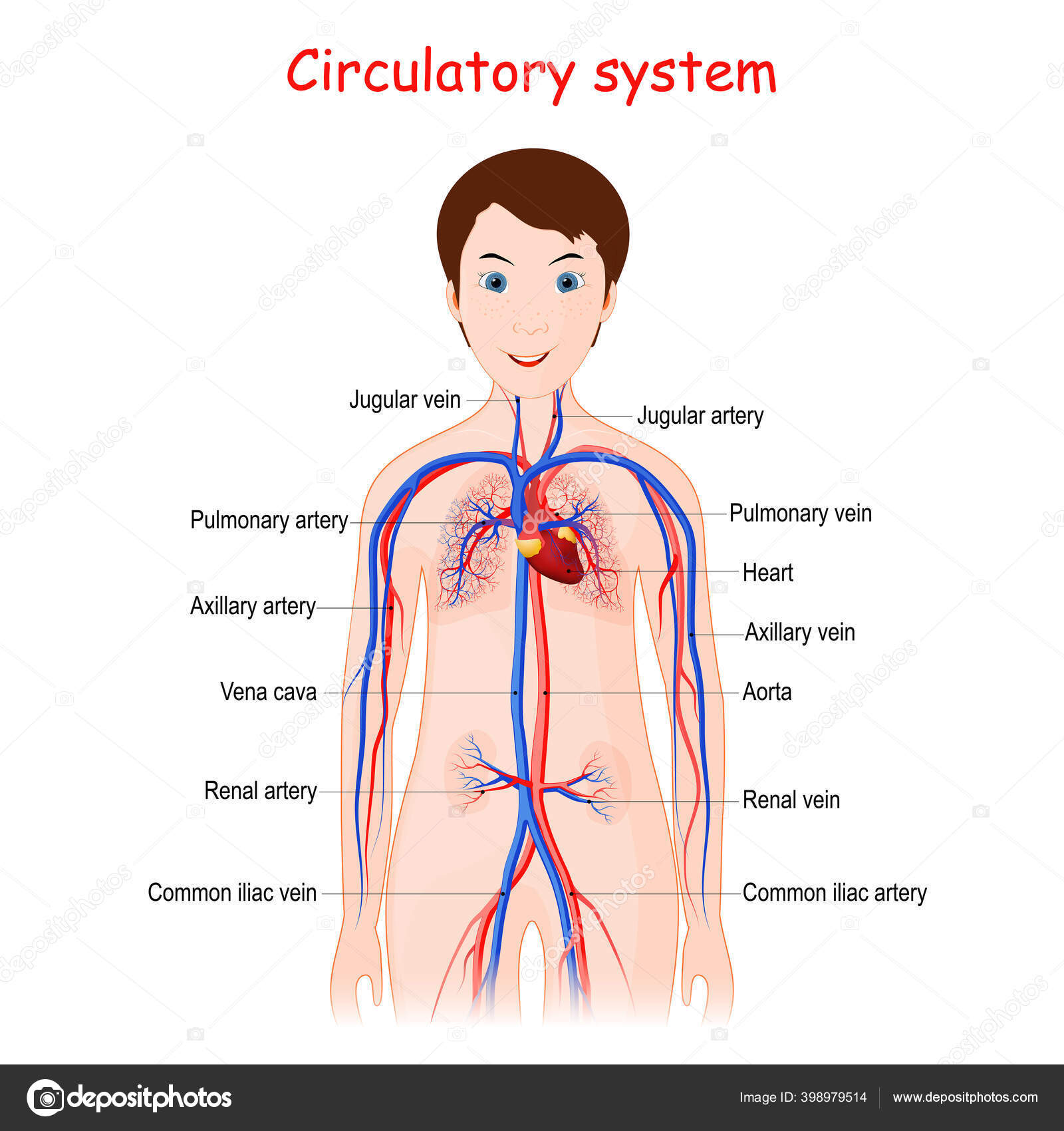 human circulatory system diagram labeled basic