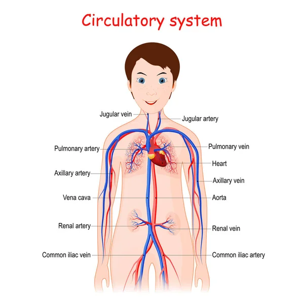 Sistema Circulatorio Humano Para Niños Linda Chica Sonriente Con Corazón — Vector de stock