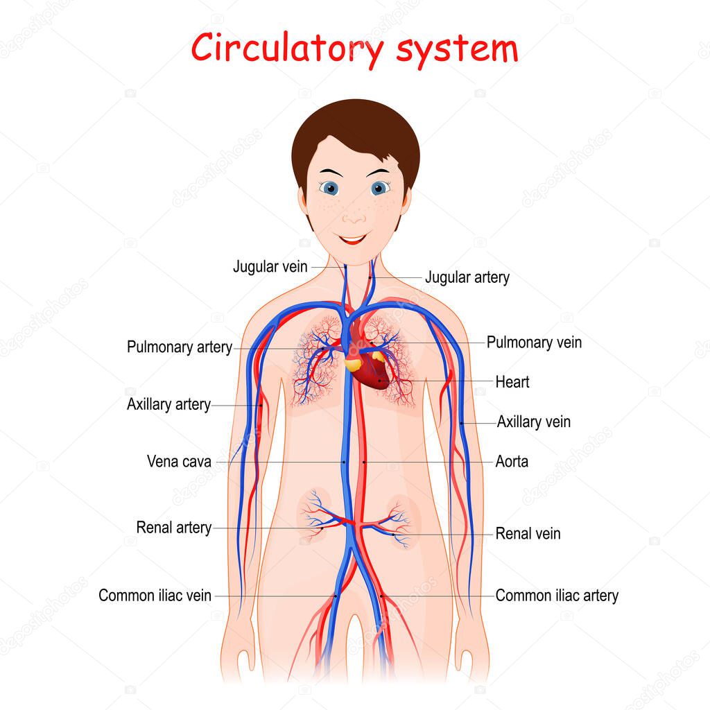 Human Circulatory system for kids. Cute smiling girl with heart, aorta, Vena cava, veins, arteries, other blood vessel, and capillaries of kidneys and lungs. poster for educational use. Vector illustration