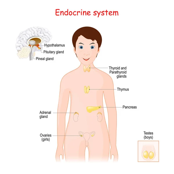 Sistema Endocrino Umano Bambini Carina Ragazza Sorridente Con Ghiandole Surrenali — Vettoriale Stock