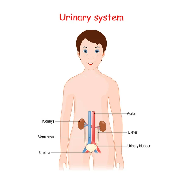 Sistema Urinario Humano Para Niños Linda Chica Sonriente Con Órganos — Vector de stock